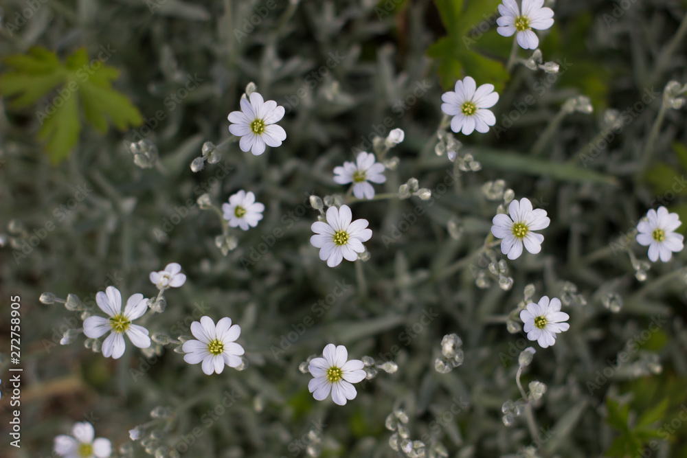 White flowers on a green background. The view from the top White flowers on a green background. The view from the top
