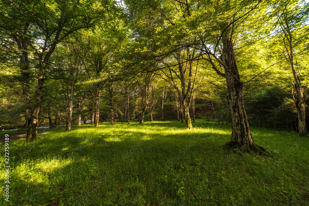 Fototapeta premium Piękny bajkowy wiosenny las