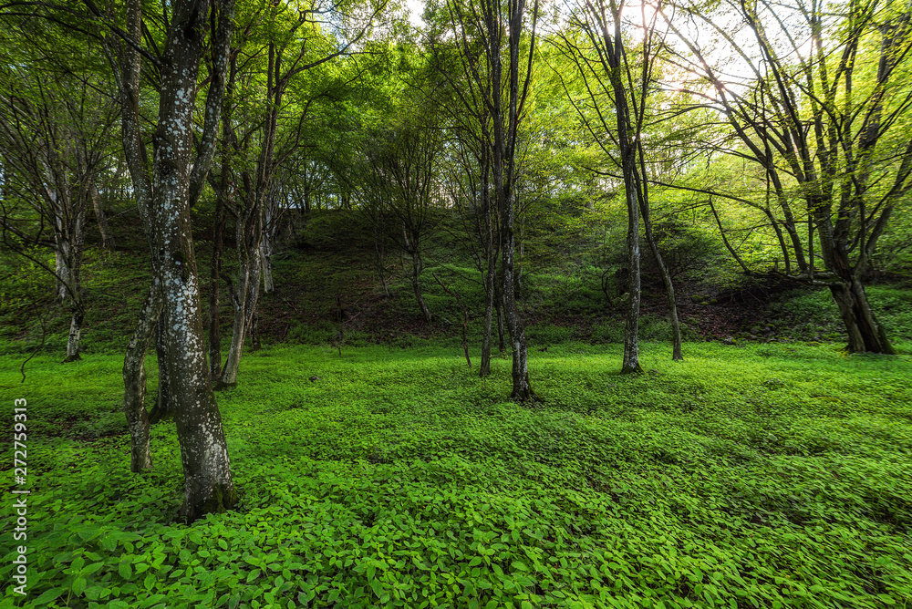 Fototapeta premium Beautiful fairy tale spring forest