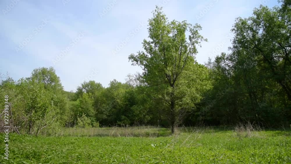 A gentle breeze swings tree branches in a forest glade. A gentle breeze swings tree branches in a forest glade.