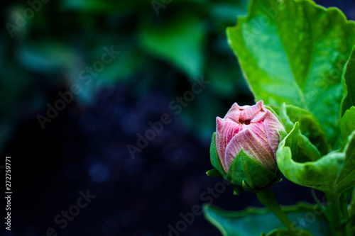 Botón de flor