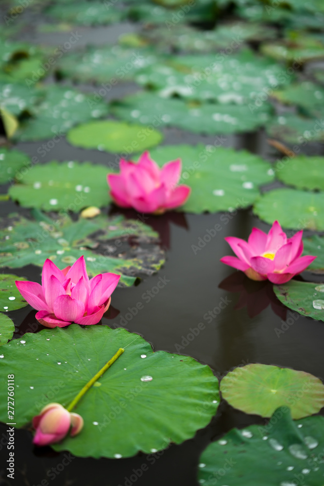 Beauty fresh pink lotus in middle pond, the background is leaf, bud, lotus and lotus filed. peace scene in Mekong delta, Vietnam. High quality stock image. Countryside. Beauty fresh pink lotus in middle pond, the background is leaf, bud, lotus and lotus filed. peace scene in Mekong delta, Vietnam. High quality stock image. Countryside.