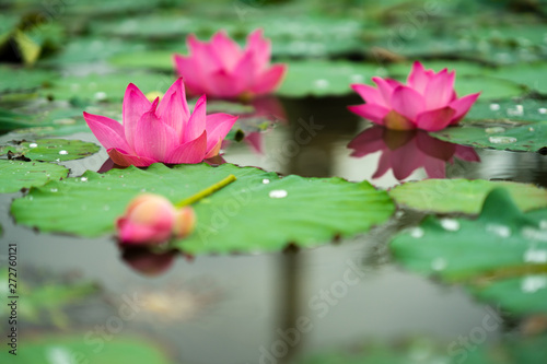Beauty fresh pink lotus in middle pond  the background is leaf  bud  lotus and lotus filed. peace scene in Mekong delta  Vietnam. High quality stock image. Countryside.