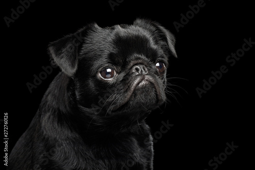 Portrait of petit brabanson dog looking with hope on isolated black background, front view