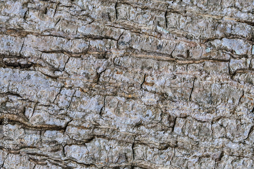 Shaggy bark can also be used as a background for graphic design. We can use for ideas that need simple simplicity
