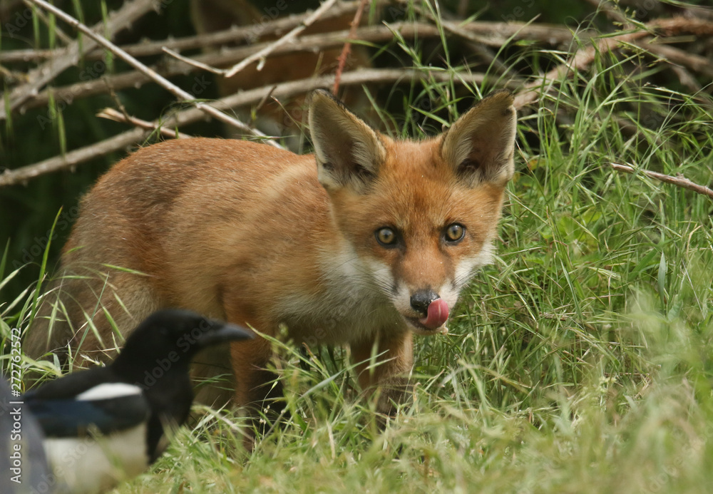 A cute wild Red Fox cub, Vulpes vulpes, licking its lips watching a Magpie feeding in the long grass. A cute wild Red Fox cub, Vulpes vulpes, licking its lips watching a Magpie feeding in the long grass.