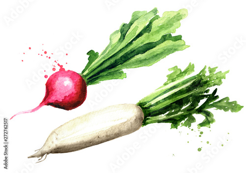Small Garden Red Radish And Daikon Redish Watercolor Hand Drawn Illustration Isolated On White Background Stock イラスト Adobe Stock Small Garden Red Radish And Daikon Redish Watercolor Hand Drawn Illustration Isolated On White Background Stock イラスト Adobe Stock