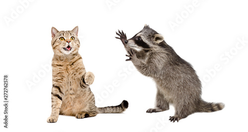 Photography Cute cat Scottish Straight and  funny  raccoon playing together isolated on whit