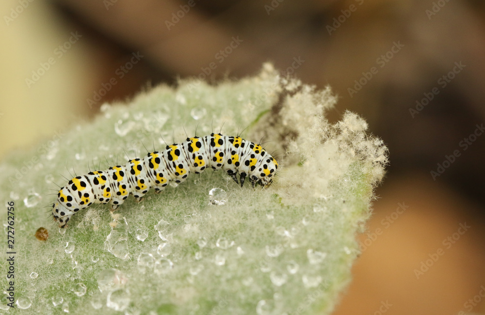 A pretty Mullein Moth Caterpillar, Shargacucullia verbasci, feeding on a Mullein plant on a rainy day. A pretty Mullein Moth Caterpillar, Shargacucullia verbasci, feeding on a Mullein plant on a rainy day.