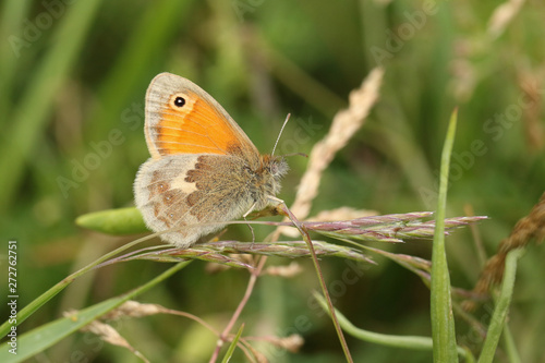 A stunning Small Heath Butterfly, Coenonympha pamphilus, perching on grass seeds in a meadow. © Sandra Standbridge