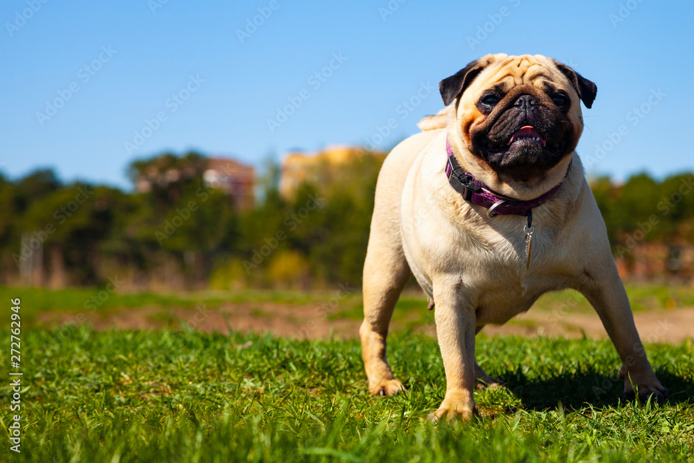 Pug dog stands on green grass.