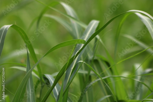 Fresh spring green grass background