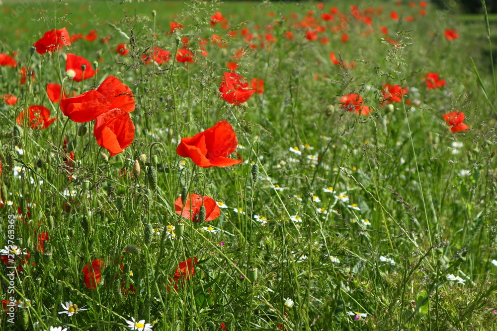 Fototapeta premium Feld von Mohnblumen, Klatschmohn