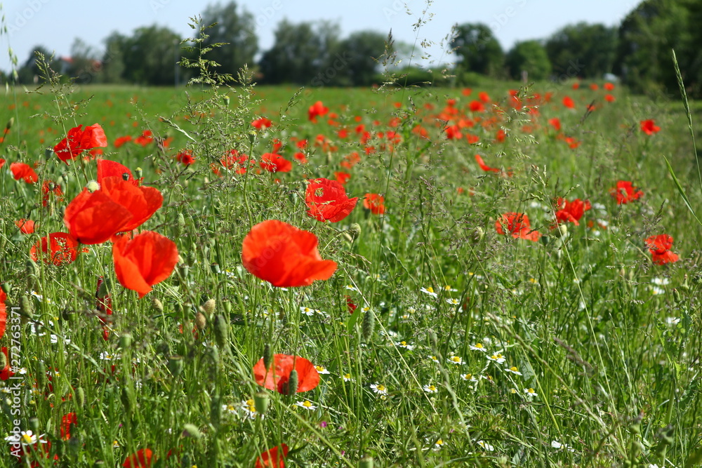 Feld von Mohnblumen, Klatschmohn