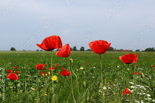 Feld von Mohnblumen, Klatschmohn