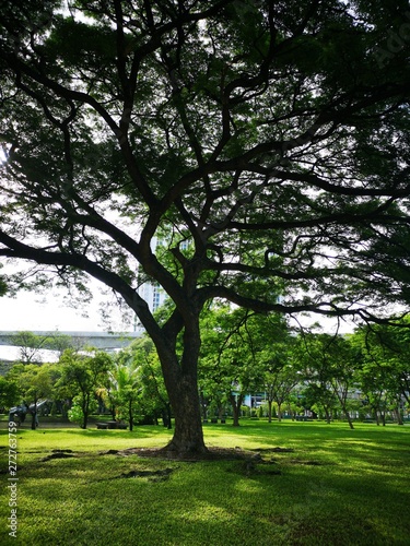 A large tree that spreads branch over a wide area on green grass in the park nature background