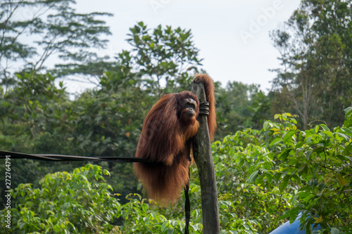 Large Female Orangutan at The Borneo Orangutan Survival Foundation project in Samboja, Kalimantan, Indonesia. photo