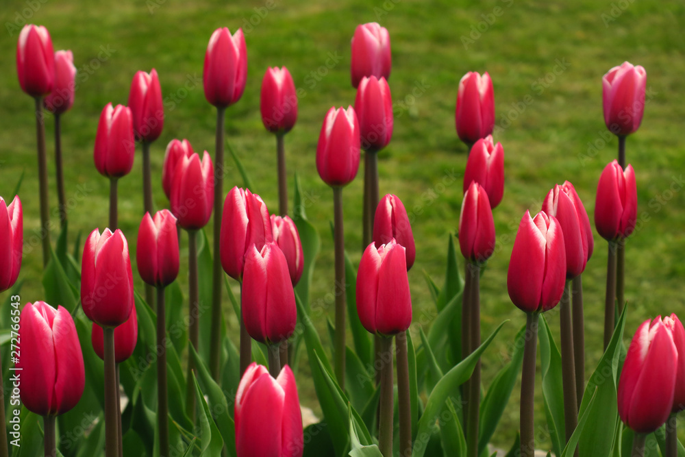 Spring blooming pink tulips view. Tulips in spring blooming garden. Blooming pink tulip flowers in springtime. Spring bloom pink tulips view Spring blooming pink tulips view. Tulips in spring blooming garden. Blooming pink tulip flowers in springtime. Spring bloom pink tulips view