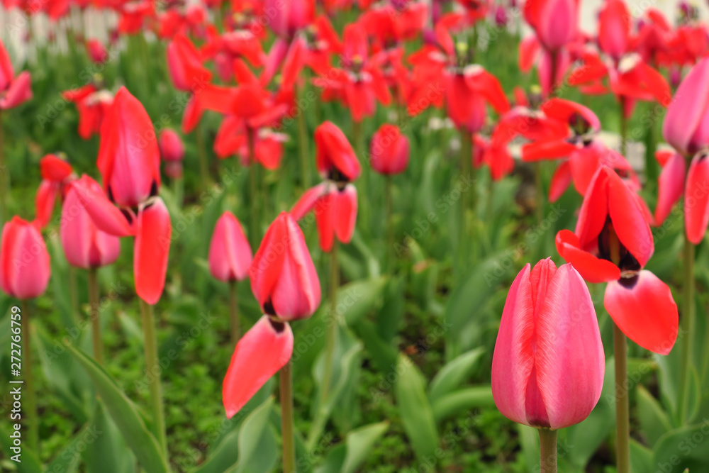 Red tulips field in Netherlands. Red tulip fields. Red tulips view. Red tulip fields in Holland Red tulips field in Netherlands. Red tulip fields. Red tulips view. Red tulip fields in Holland