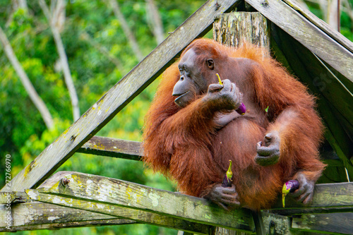 Female orangutan Annie at the Borneo Orangutan Survival Foundation sanctuary in Samboja, Kalimantan, Indonesia. Annie likes her vegetables. photo