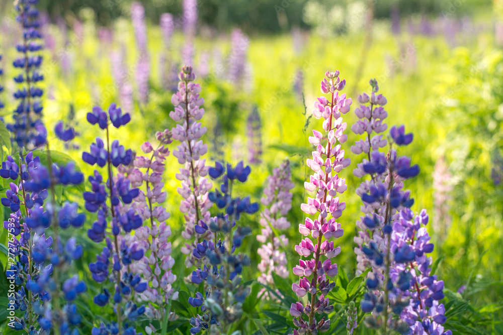 Obraz premium Lupins in the summer park