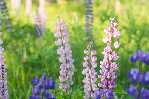 Lupins in the summer park