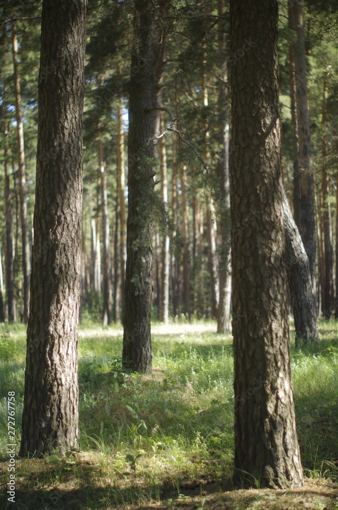 trees in the forest