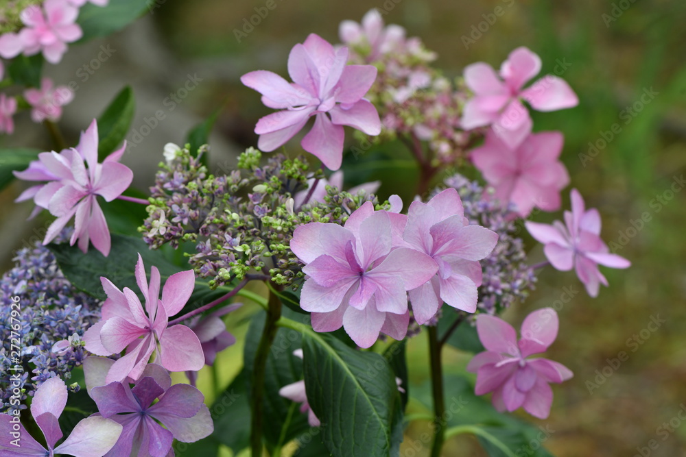 あじさい ダンスパーティー Stock 写真 Adobe Stock