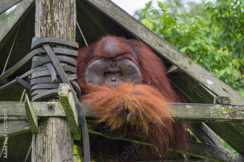 Male Orangutan at The Borneo Orangutan Survival Foundation project in Samboja, Kalimantan, Indonesia. His name is Rambo photo