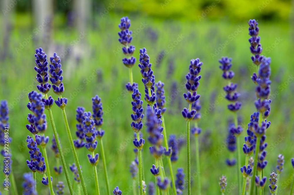 Fototapeta premium Lavender angustifolia, lavandula blossom in herb