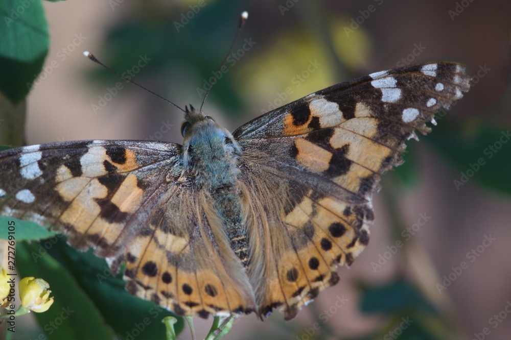 Macro shooting. Butterfly nymphelid species Vanessa cardui. Made a long flight to the north - battered. The background is blurred. The focus area is narrow. Macro shooting. Butterfly nymphelid species Vanessa cardui. Made a long flight to the north - battered. The background is blurred. The focus area is narrow.