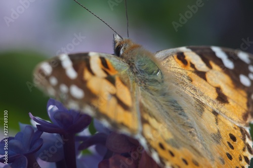 Macro shooting. Butterfly nymphelid species Vanessa cardui. Made a long flight to the north - battered. The background is blurred. The focus area is narrow. photo