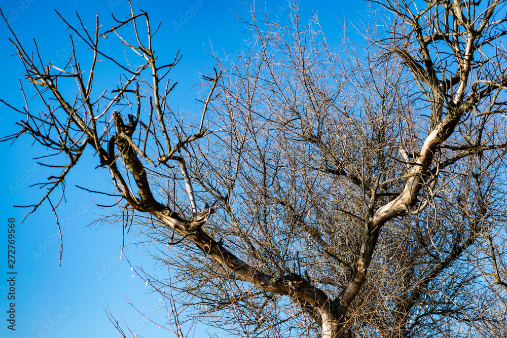 Natural background, tree branches without leaves, fallen greens, bare trunks. Spring and autumn Natural background, tree branches without leaves, fallen greens, bare trunks. Spring and autumn