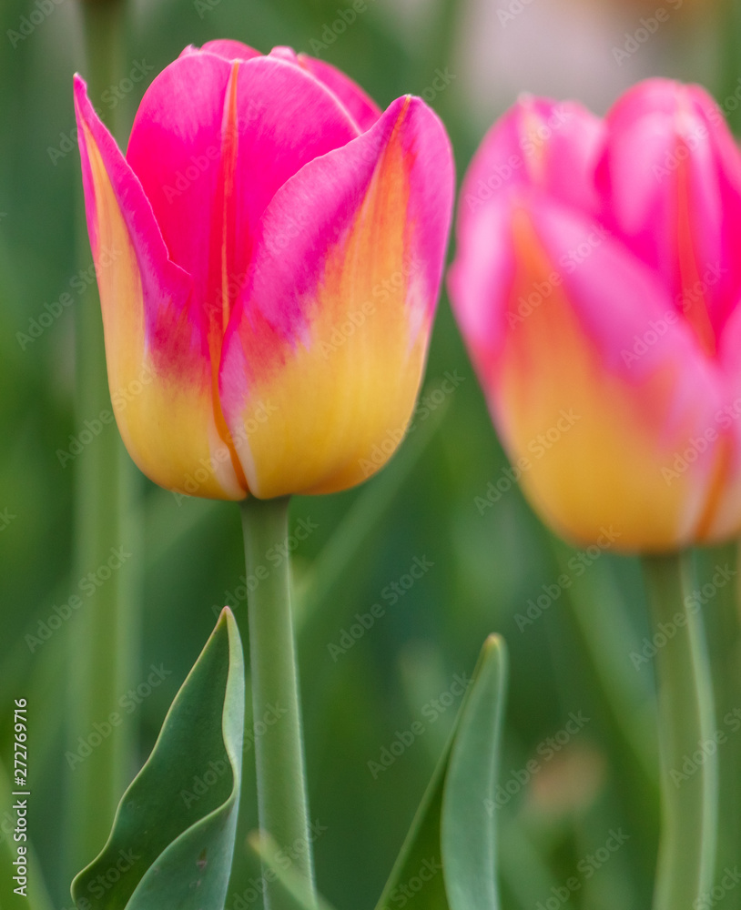 Fototapeta premium Decorative roses grow in the soil in nature