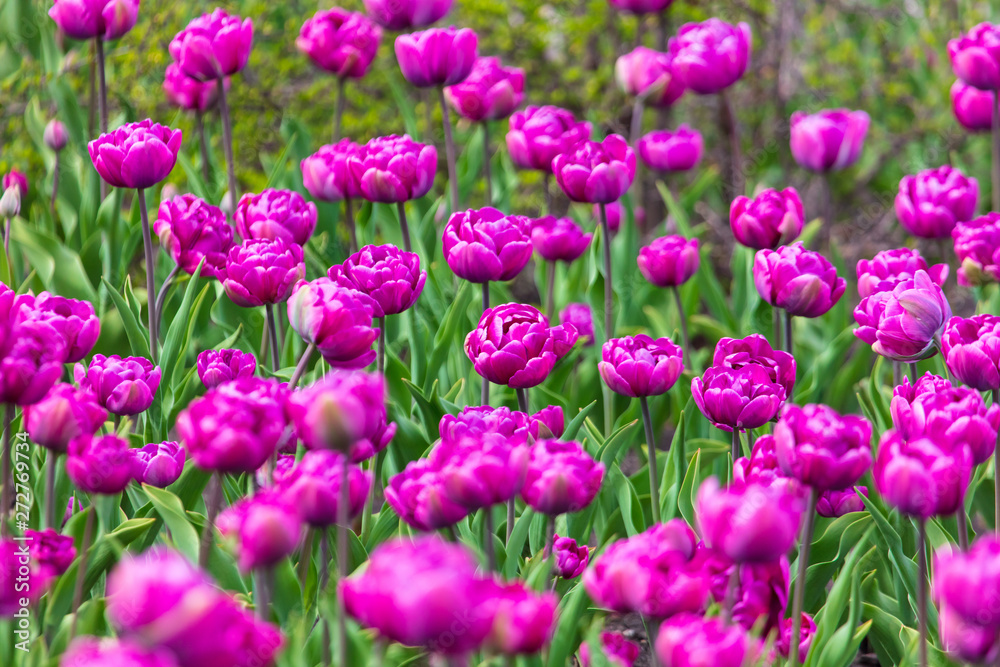 Decorative roses grow in the soil in nature Decorative roses grow in the soil in nature