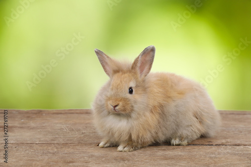 cute brown easter bunny rabbit on wood and green nature background