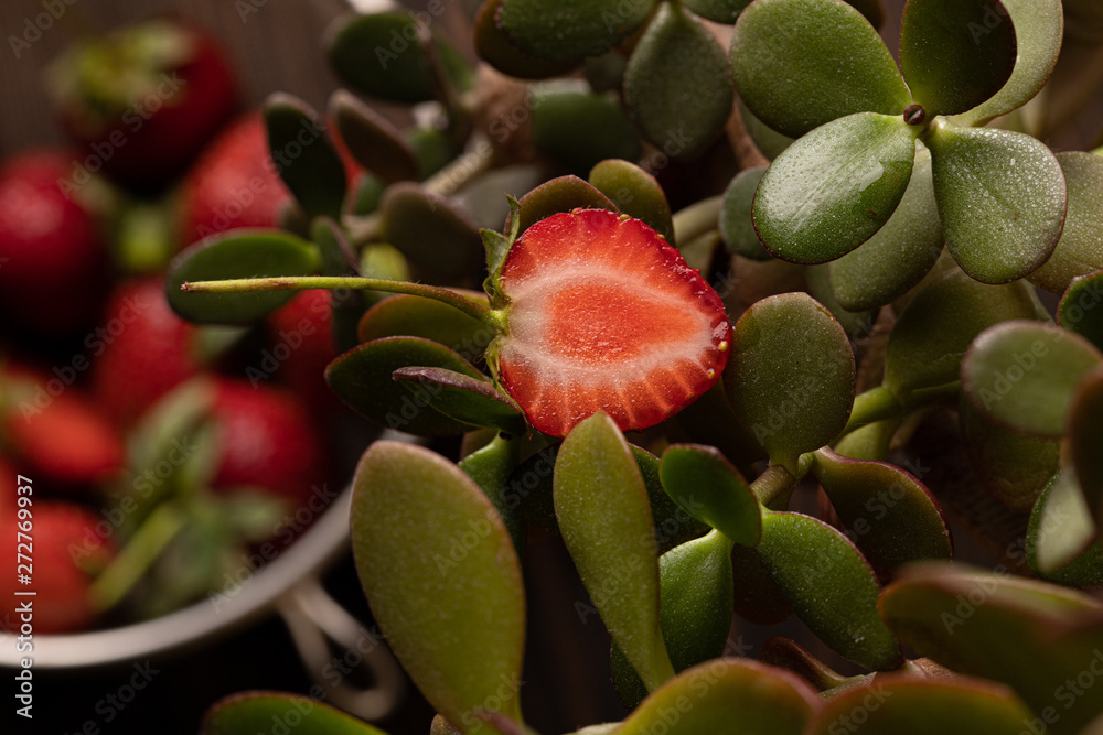 strawberries: closeup on dark background
