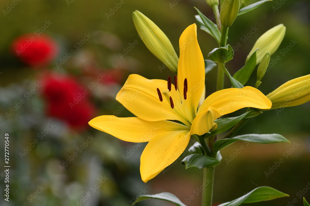 百合の花 百合の花