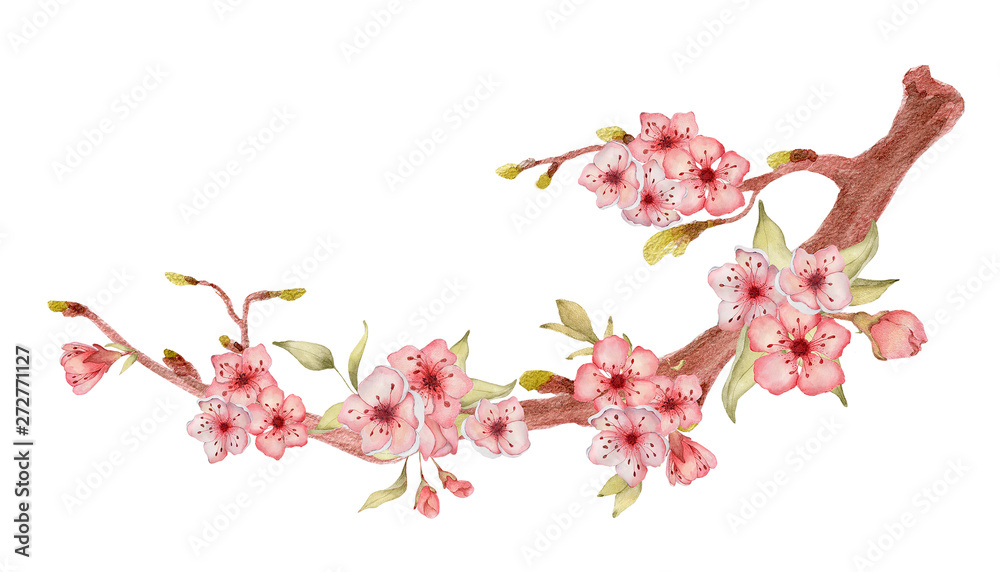 Sakura branch with flowers watercolor illustration. Blossom petal bouquet 