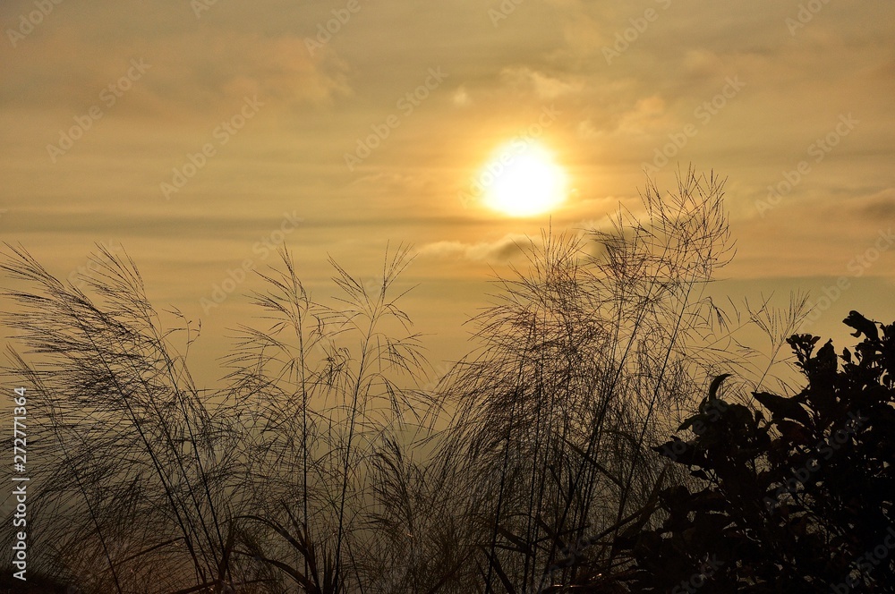 silhouette grass flower (Poaceae) with Sunset Background