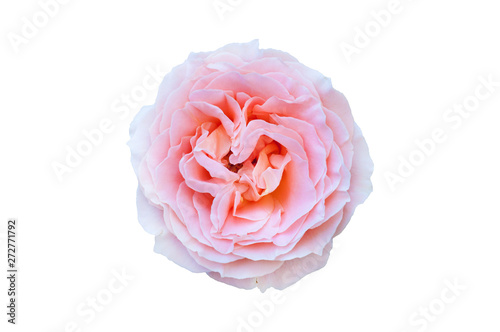One beautiful whole blossom head of rose with leaves gradient peach colour color isolated on white background