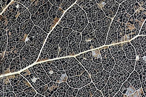Vein structure of an aspen leaf, photographed from a fallen leaf in spring photo