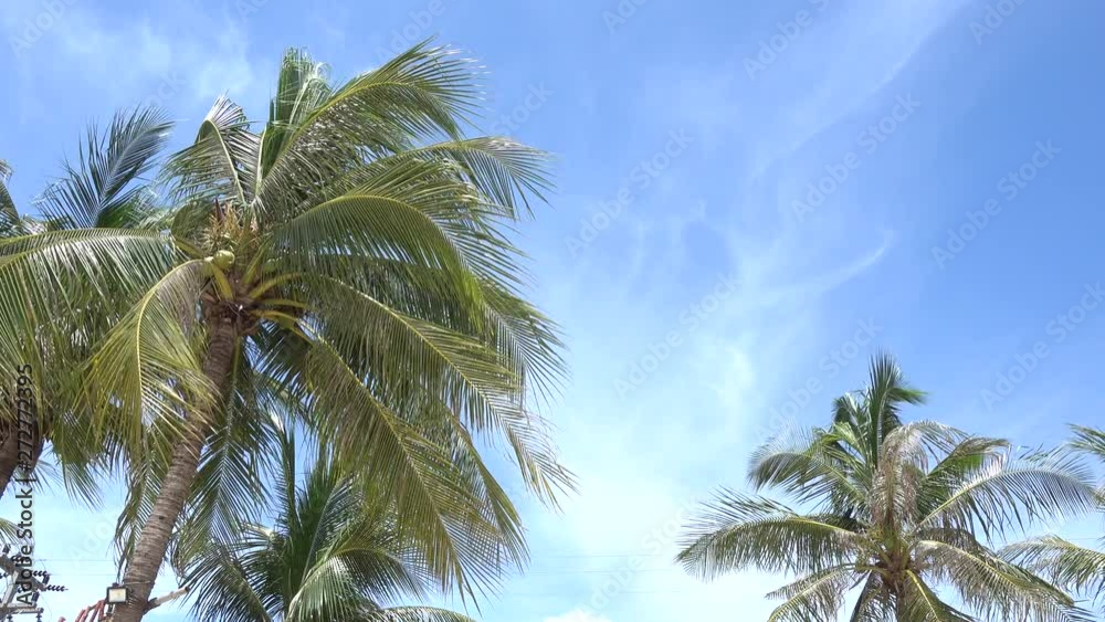 Coconut trees moving in the wind with Blue sky background. Coconut trees moving in the wind with Blue sky background.