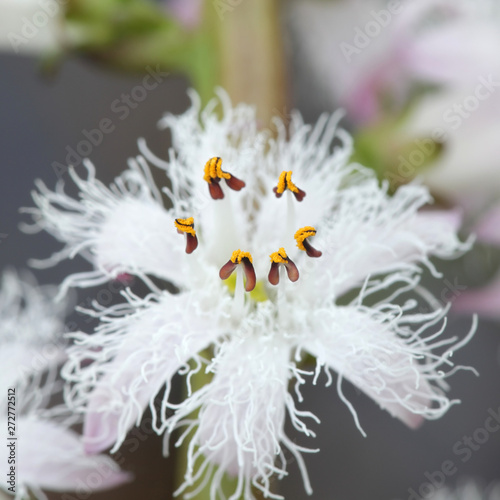 Menyanthes trifoliata, known as bogbean, Buckbean, Bog Bean, Buck Bean or Marsh Trefoil, both a traditional food plant and medicinal plant photo