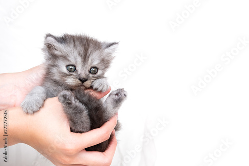 Kitten in hand on a white background.