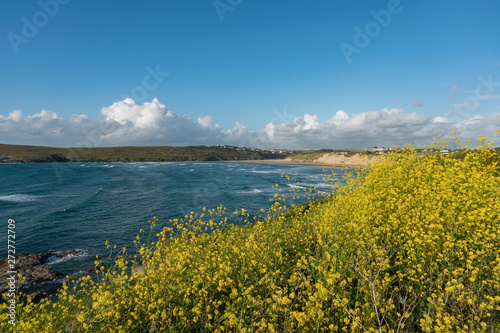 Yellow wildflowers in field overlooking Crantock Bay, Cornwall, UK © stevie_uk