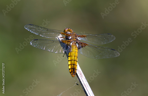 Broad Bodied Chaser Dragonfly at rest on stalk in the summer sunshine, Cornwall, UK