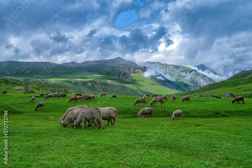 Sheep in beautiful mountain view Kashmir state, India