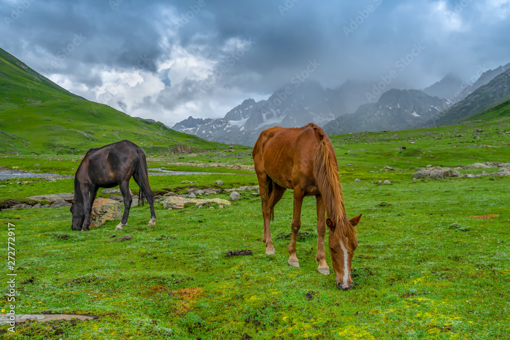 Wild horses pasturing in beautiful mountain view Kashmir state, India Wild horses pasturing in beautiful mountain view Kashmir state, India