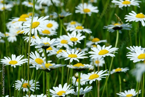 Beautiful summer flower meadow with white flowers,Daisy flowers. Symphyotrichum ericoides (syn. Aster ericoides), known as white heath aster, white aster or heath aster. White meadow flower background